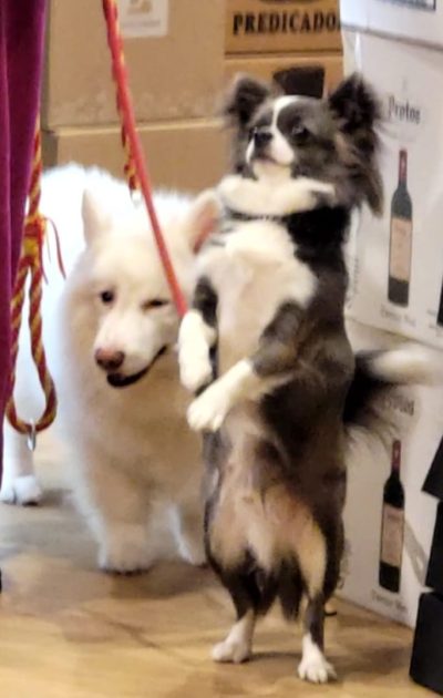 Comportamiento canino